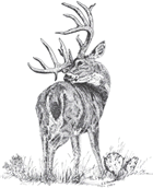drawing of a white-tail buck